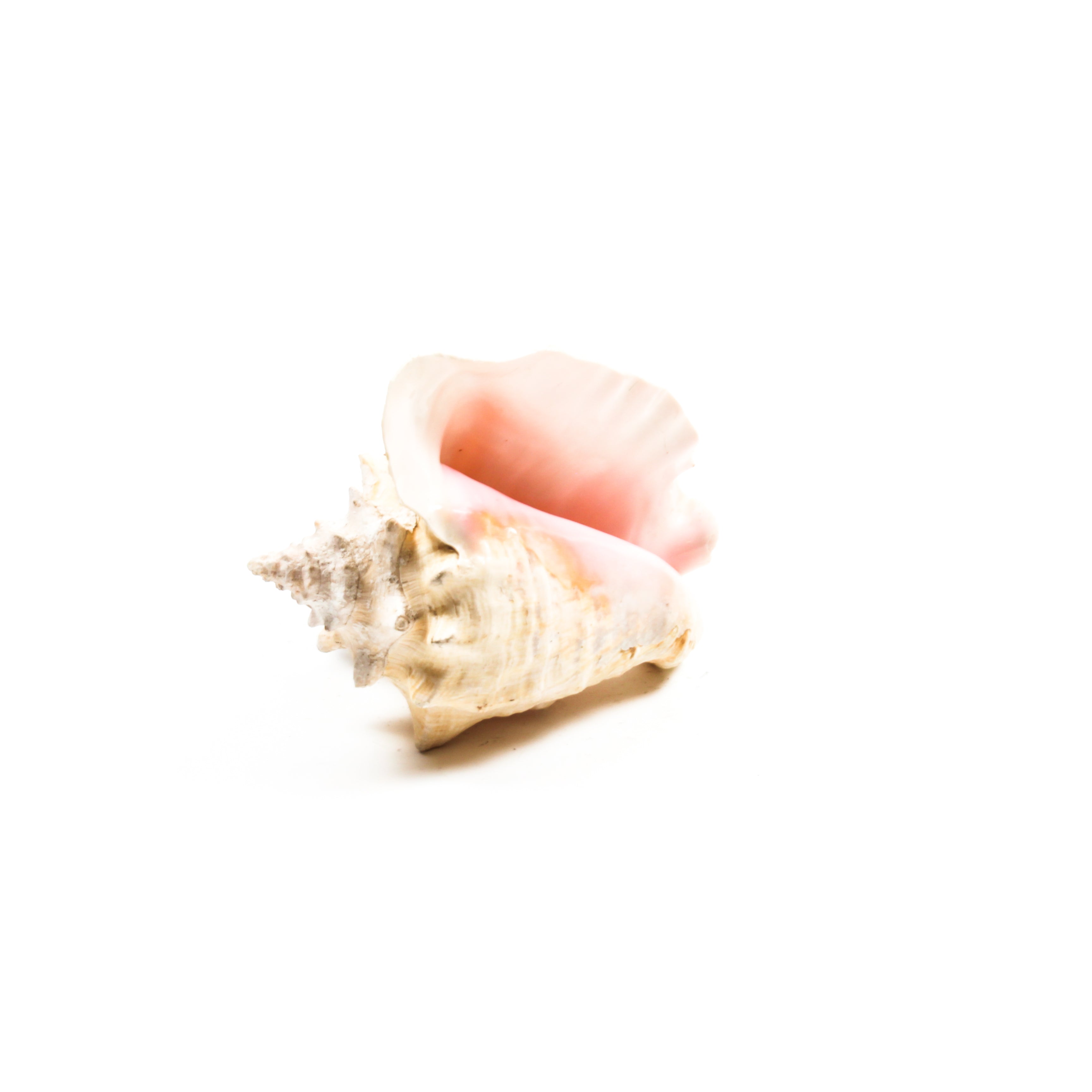 The Conch